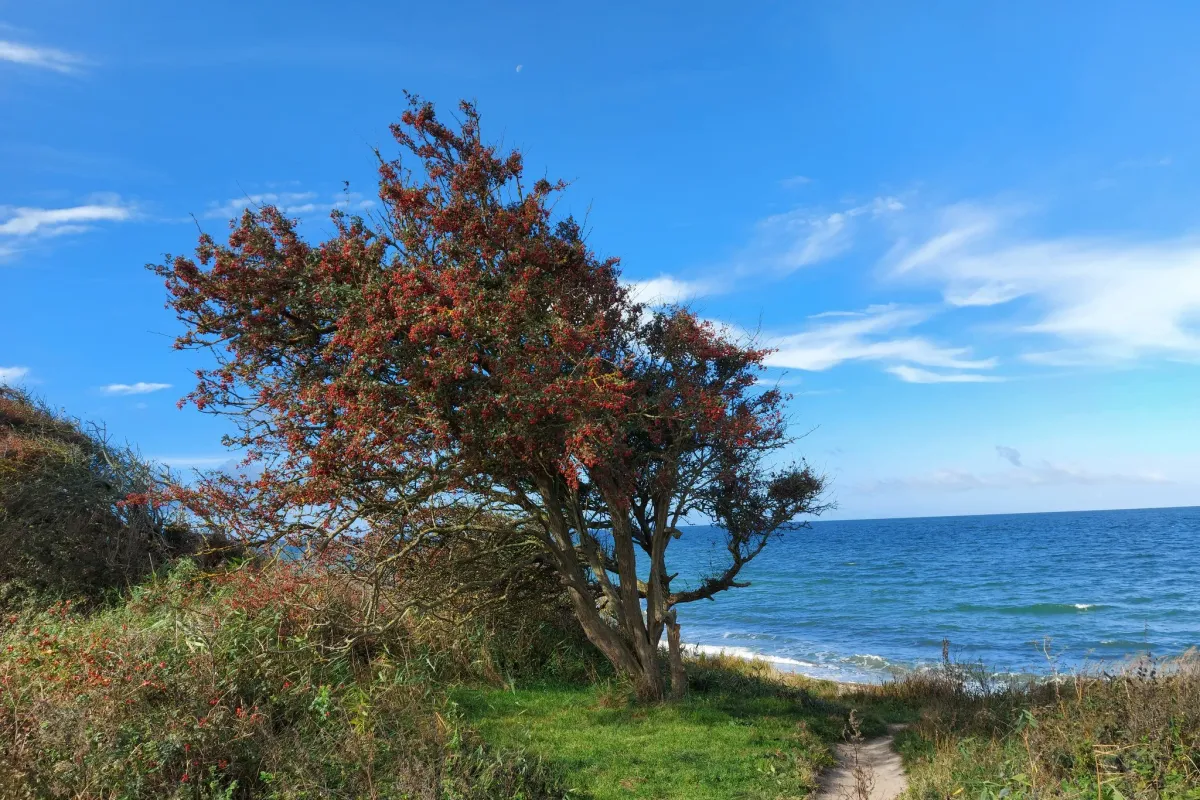 Natur Börgerende